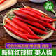 辰實【現(xiàn)摘】新鮮紅辣椒 美人椒微辣尖椒 現(xiàn)摘可做剁椒泡椒 5斤