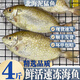 桂之海 桂（GUIZHIHAI）廣西北海泥猛魚(yú)新鮮海捕深海魚(yú)速凍檸檬魚(yú)冰鮮苦提斑魚(yú)臭肚魚(yú)順豐 泥猛魚(yú)殺好單凍 4斤（24-30條）