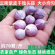 云南精選干獨頭蒜紫皮蒜獨蒜香頭大蒜頭新鮮蒜干蒜大小果可選 250g 珍珠小獨蒜直徑約1CM