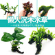 森悠（SARYOR）魚(yú)缸懶人沉木水榕造景裝飾活體植物水族箱真水草套餐淡水增氧水草 單頭紅波沉木