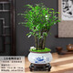 想開(kāi)祺典小葉紫檀盆景植物老樁盆栽辦公室桌面室內花卉綠植好養活四季 多株老樁紫檀+荷韻青花盆+底座