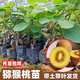 獼猴桃樹(shù)苗公母同株南北方種植當年結果帶土帶葉包成活 紅心獼猴桃 1棵（帶土帶杯）