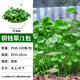 瘋狂水草銅錢(qián)草魚(yú)缸植物水草植物凈化水質(zhì)水養植物約50-100根源頭直發(fā)包郵