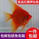 紅背埃及神仙燕魚(yú)圣伊莎貝爾馬納卡普魯神仙魚(yú)燕子魚(yú)熱帶魚(yú)觀(guān)賞魚(yú) 紅魔鬼2-3厘米5條