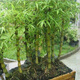 花姬佛肚竹 羅漢竹 盆景室內(nèi)盆栽 鳳尾竹米竹龍竹盆栽  觀賞竹子竹苗 精品矮化5顆價(jià)格 不含盆