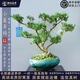 潮裕盆景黃楊木老樁盆景室內外好擺放送禮佳品庭院客廳玄關(guān)辦公室陽(yáng)臺造景 黃楊盆景8 高端盆景/一物一拍