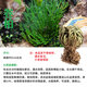 吸水石上水石盆景假山珍珠草 植物金錢麻陸地生小草綠植攀爬喜水 單顆陰干卷柏球