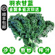 【順豐】羽衣甘藍(lán) 新鮮沙拉菜 都市健康輕食蔬菜 羽衣甘藍(lán)1000g