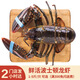 夢(mèng)嘗客【活鮮】波士頓龍蝦大龍蝦大波龍鮮活送禮長(zhǎng)輩父母家長(zhǎng)同城閃送 4斤/只 大龍蝦1只