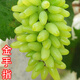 HUAHUIYOU藍寶石葡萄苗 新品種 特大 葡萄樹(shù)苗 玫瑰 盆栽南方種植 北方品種 金手指【8年苗-當年結果】 80cm(含)-89cm(含)