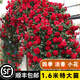 坤卉薔薇花苗爬藤耐寒藤本月季特大爬墻花卉陽(yáng)臺(tái)盆栽庭院植物四季開(kāi)花 小女孩（當(dāng)年開(kāi)花爆滿） 1.6米左右爬藤特大苗