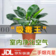 雙盟金鉆綠公主辦公室綠植盆栽吸毒王吸甲醛三棵自吸盆1盆裝源頭直發(fā)