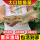棠仲承南方大口鯰魚苗活體15厘米埃及塘鲺塘角魚清理雜魚淡水冷水養(yǎng)殖食用魚可越冬耐寒特大二須胡子鯰魚苗 【可過冬】大口鯰 12-14公分10條送1條