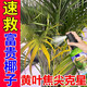 富貴椰子肥料葉綠素葉面肥觀(guān)葉植物焦尖枯葉黑葉病專(zhuān)用噴施營(yíng)養液 一瓶裝
