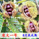 嫁接板栗樹(shù)苗南方北方種植果樹(shù)早熟晚熟板栗當年結果特大板栗樹(shù)苗 農大一號\當年結果苗 81cm(含)-110cm(含)