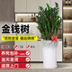臨雅金錢(qián)樹(shù)盆栽室內客廳大型發(fā)財樹(shù)喬遷開(kāi)業(yè)綠植四季好養植物源頭直發(fā)