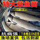 草魚(yú)魚(yú)苗淡水養(yǎng)殖食用活魚(yú)食蚊餌料小魚(yú)苗脆肉鯇魚(yú)觀賞冷水魚(yú)特大草魚(yú)苗批發(fā) 10條10-13厘米草魚(yú)苗【加10%防損】