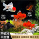 觀賞魚金魚鶴頂紅招財活體獅子頭好養(yǎng)鴻運當頭冷水淡水魚苗小型 鴻運當頭8-11cm 9條 顏色隨機
