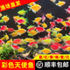 【順豐快速發(fā)貨】3-5CM彩色天使魚 群游觀賞魚淡水活體小型魚好養(yǎng) 10條（紅黃白綠紫）含2條備損 下單送飼料丨順豐包郵發(fā)貨