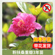 壹植扶?；ㄅ柙灾匕陰Щòt色朱槿室內(nèi)陽臺庭院四季花卉綠植木槿樹苗 【粉扶桑重瓣】3年苗花期帶花 不含盆