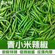 青小米辣椒新鮮小米椒朝天指天椒特辣超辣辣椒川菜重慶菜辣椒醬用 家庭裝5斤【家庭調味做菜】