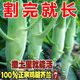 雞腿芥藍芥蘭菜春季種菜園種耐熱耐寒農(nóng)家四季播蔬菜 【今年新種】雞腿芥蘭種子 高產(chǎn)良種【1包約10O0?！款w顆精