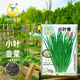 鳳鳴雅世韭菜種子農(nóng)家老品種陽臺盆栽四季多年生小葉香韭菜種子10克 