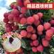 臨雅荔枝樹苖果樹盆栽嫁接水果樹苗庭院好養(yǎng)源頭直發(fā)妃子笑1棵60-80cm