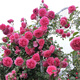 清韻伊人 月季花苗爬藤薔薇月季花樹(shù)陽(yáng)臺盆栽花卉庭院爬墻植物四季開(kāi)花 大游行 中苗90-100厘米高