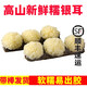 【順豐】福建古田新鮮銀耳 白木耳 新鮮軟糯多膠 新鮮蔬菜 帶菌棒| 一棒 3朵