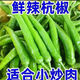 廣西杭椒微辣香辣薄皮現摘新鮮當季時(shí)令農家鮮嫩杭椒整箱 5斤 凈重杭椒中辣現摘