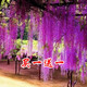 周大闖紫藤花庭院花園爬藤攀援開(kāi)花植物花樹(shù)苗盆栽花卉爬山虎紫藤苗木 紫色藤5歲
