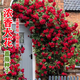 時(shí)茂爬藤薔薇花種子四季開花重瓣大花藤本月季爬墻庭院陽臺(tái)玫瑰花種籽 薔薇10色以上混裝1000粒