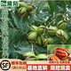 駿灝核桃樹(shù)苗美國碧根果樹(shù)苗嫁接苗長(cháng)壽果當年結果南北方種植核桃 2年苗