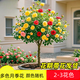 景郁春 JIRYUCUR樹樁月季棒棒糖花苗特大花朵樹狀月季隨機2-3花色源頭直發(fā)
