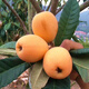 爾瀾1cm大五星枇杷樹(shù)苗果樹(shù)苗露天種植水果苗木枇杷苗耐寒源頭直發(fā)