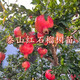泰山紅石榴樹(shù)苗嫁接軟籽石榴樹(shù)苗全國四季庭院地栽盆栽種植果樹(shù)苗 泰山紅石榴樹(shù)苗 10年大苗【原土球發(fā)貨】1棵