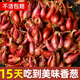 大禹四季紅蔥頭種子香蔥根苗小蔥苗秧子種頭火蔥頭老品種秋季蔬菜籽 正宗火蔥紅蔥頭種子100g 約15瓣