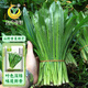 鳳鳴雅世大芫荽野香菜四季刺芹山野菜種子云南刺芫荽山野香菜種子1000粒