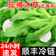 京營(yíng)順豐】冰菜新鮮冰菜冰草即食沙拉冰葉沙拉菜火鍋食材涼拌蔬菜 2斤冰草 【現摘現發(fā)+送醬料】