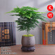 綠有意文竹盆栽植物室內綠化四季迷你辦公室綠植擺件桌面好養創(chuàng  )意小盆景 文竹+天道酬勤陶瓷+底座