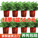 雙盟綠蘿盆栽除甲醛花卉綠植辦公室新房凈化空氣110福字8盆裝源頭直發(fā)