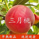 特早熟新品種嫁接桃樹(shù)苗三月醉南北種植桃苗離核香甜三月下旬成熟 2年苗