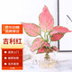 墨一吉利紅水培植物室內(nèi)小盆栽水養(yǎng)水生花卉 吉利紅火山瓶 源頭直發(fā)