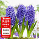 花翁荷蘭進(jìn)口風(fēng)信子種球水培陽(yáng)臺盆栽球根花卉 藍色2個(gè)球源頭直發(fā)