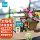 IAM City Farmer太陽花 可降解花盆套裝 DIY室內陽臺種植好種易開花兒童種植10048