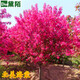 黛陌高桿海棠樹(shù)苗海棠苗海棠小苗庭院綠化苗木 北美海棠 4cm粗帶分支發(fā)