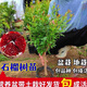 石榴樹(shù)苗盆栽陽(yáng)臺矮化果樹(shù)南北方庭院地栽突尼斯耐寒帶土帶葉發(fā)貨 如意紅 三年苗