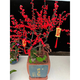 旺之春北美冬青紅果樹(shù)苗大苗冬紅果盆栽北美冬青相思富貴子北美冬青樹(shù)苗 5年苗季節帶果發(fā)貨 不含盆