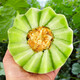 育禾農(nóng)玉菇甜瓜種子白皮冰激凌香瓜籽 新玉姑F1甜瓜種子 10粒